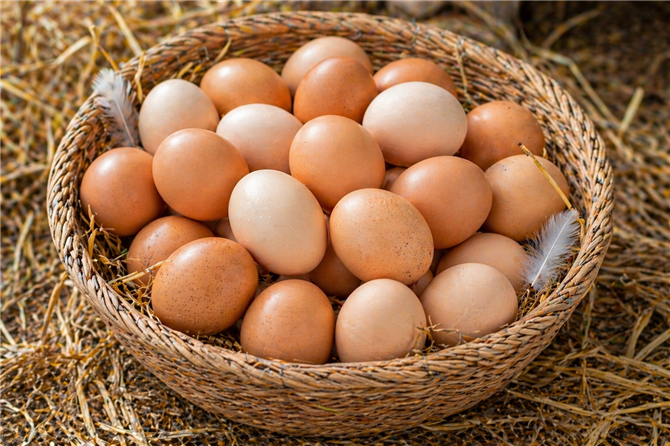 Gavran Eggs