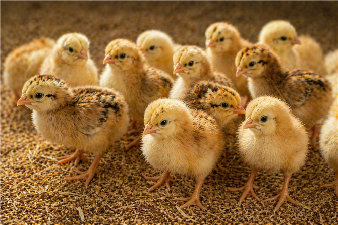 1 Day Old Gavran Chicks
