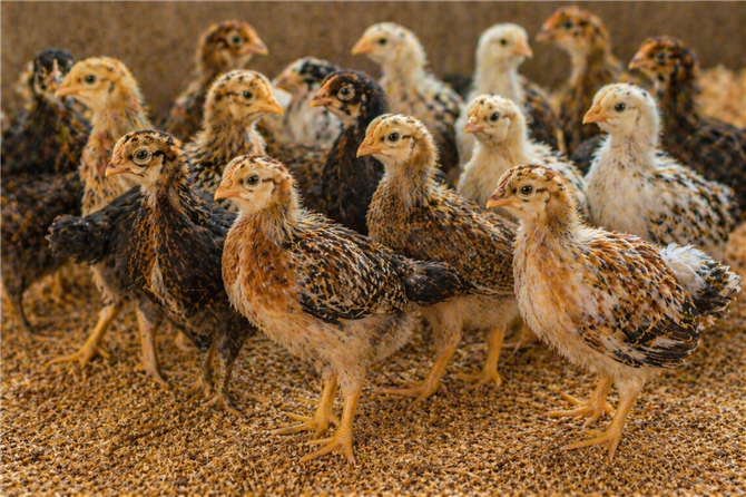 15 Days Old Gavran Chicks