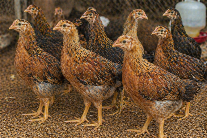 1 Month Old Gavran Chicks
