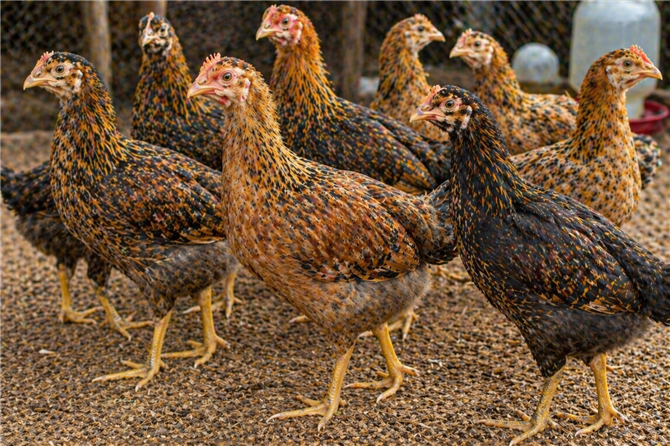 2 Months Old Gavran Chicks
