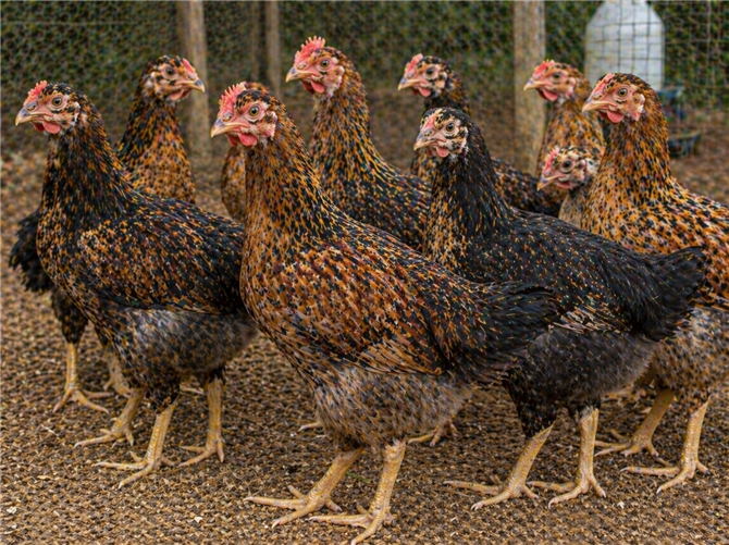 3 Months Old Gavran Chickens